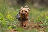 YORKSHIRE TERRIER 637